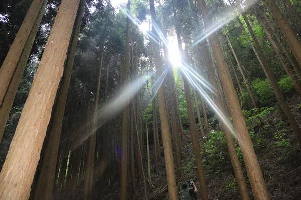 林隙陽光